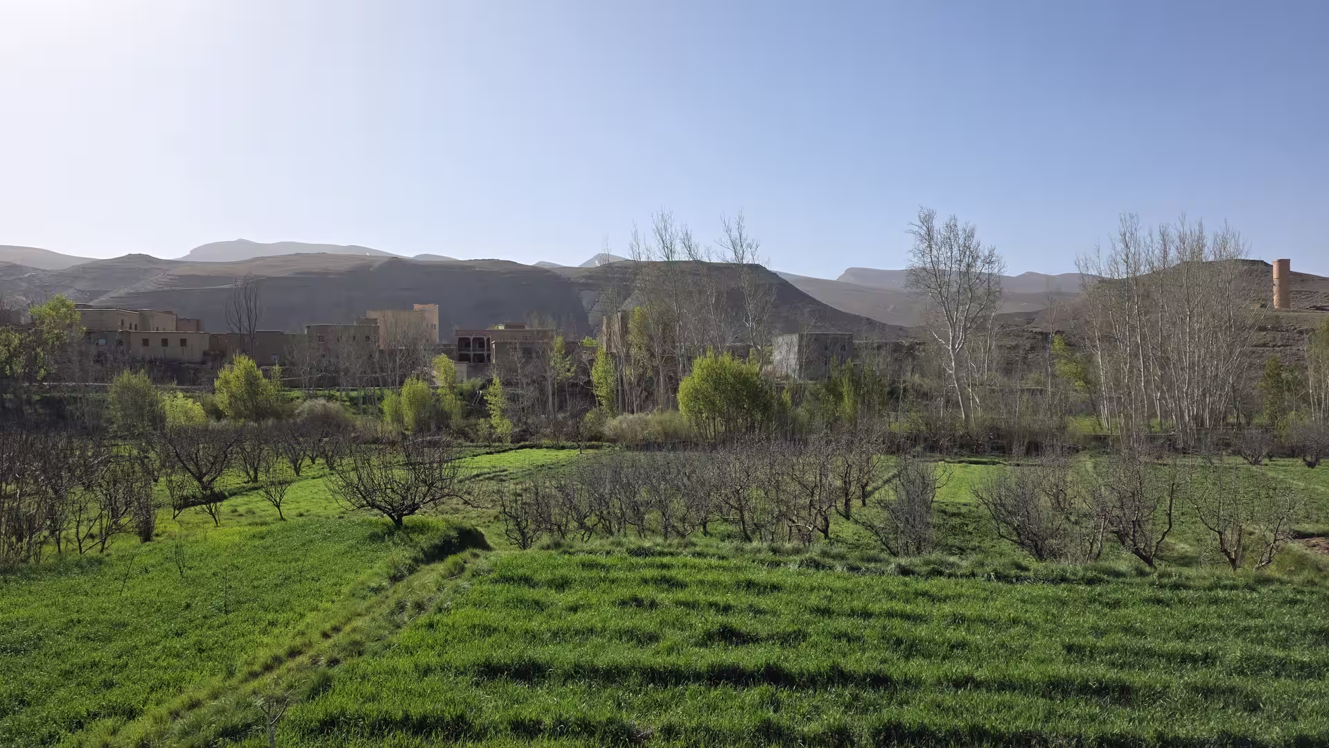 Green agricultural fields and scattered trees in the Dades Valley surrounded by dry mountain slopes and traditional buildings.