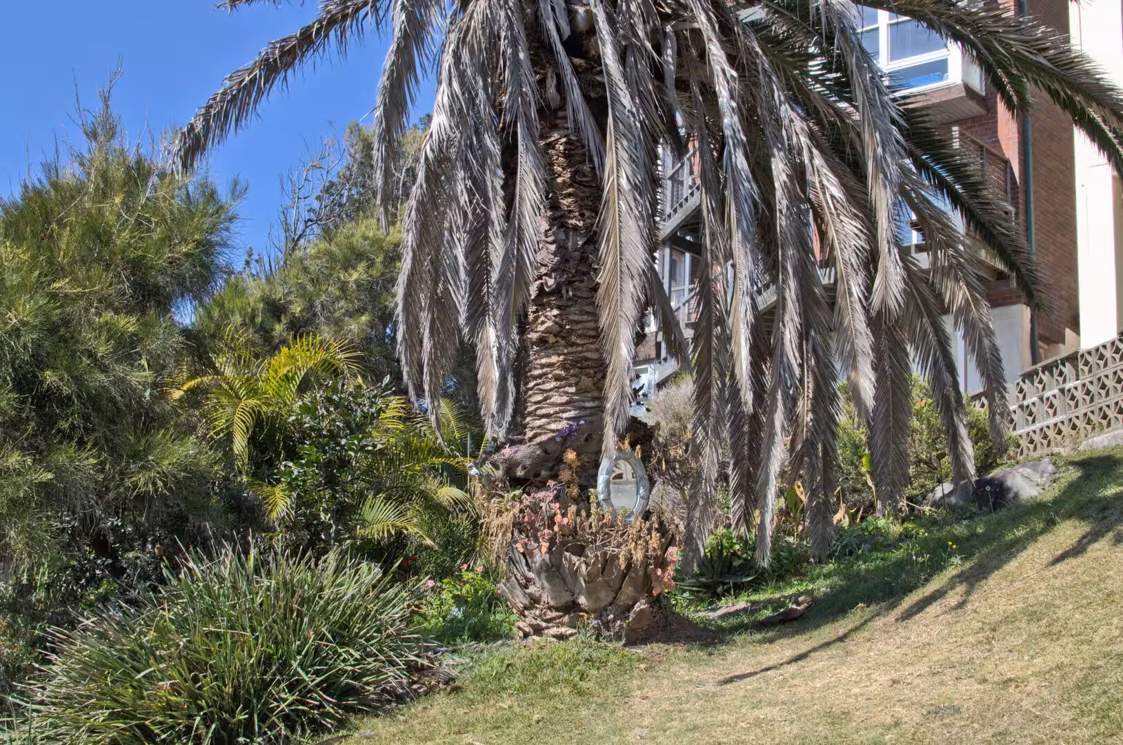 A large palm tree shades a lush garden of coastal shrubs and tussock grass below an apartment.
