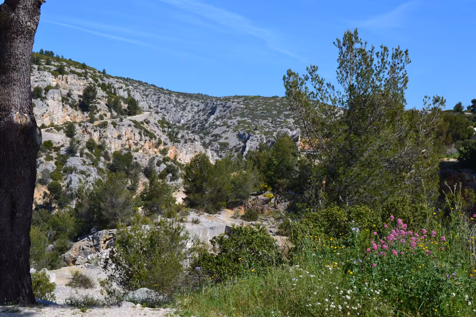 A pale limestone gorge is dotted with green scrub and bright wildflowers under a clear sky.