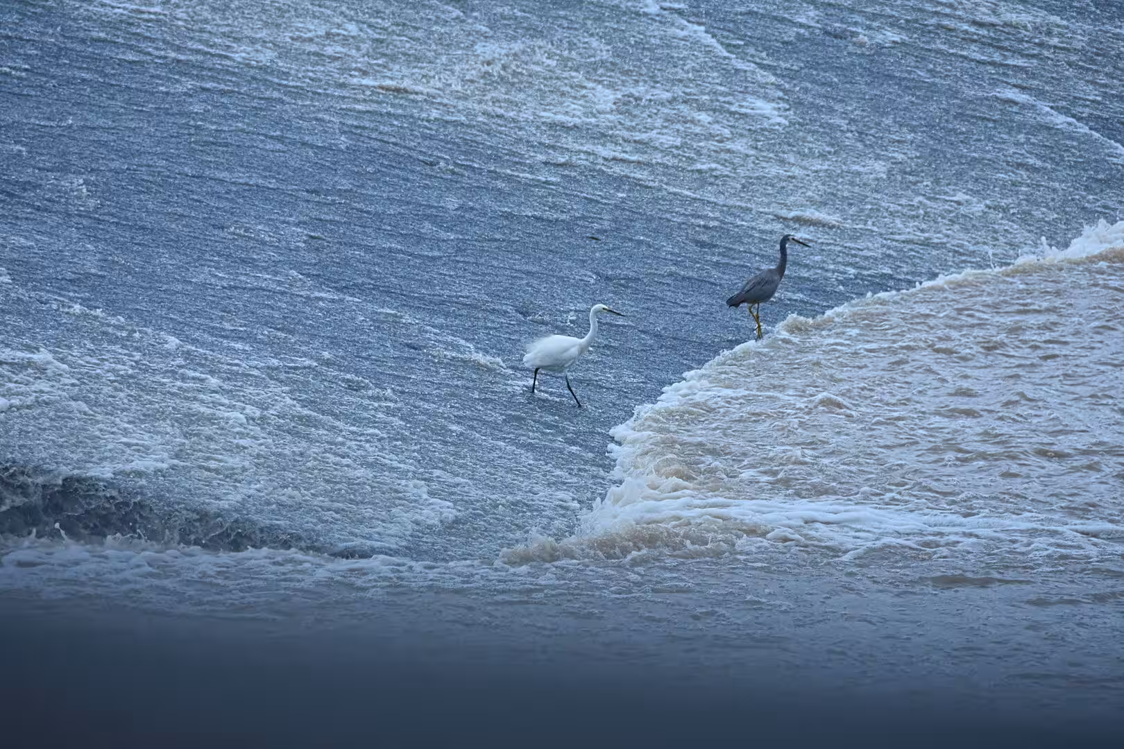 A white egret and dark heron wade through breaking ocean foam.