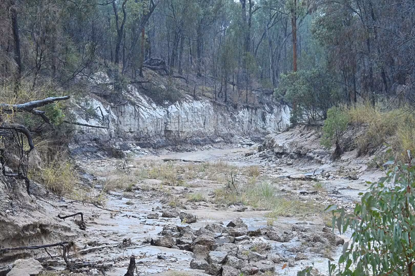A dry gully shows pale eroded banks and fallen timber under a forest.