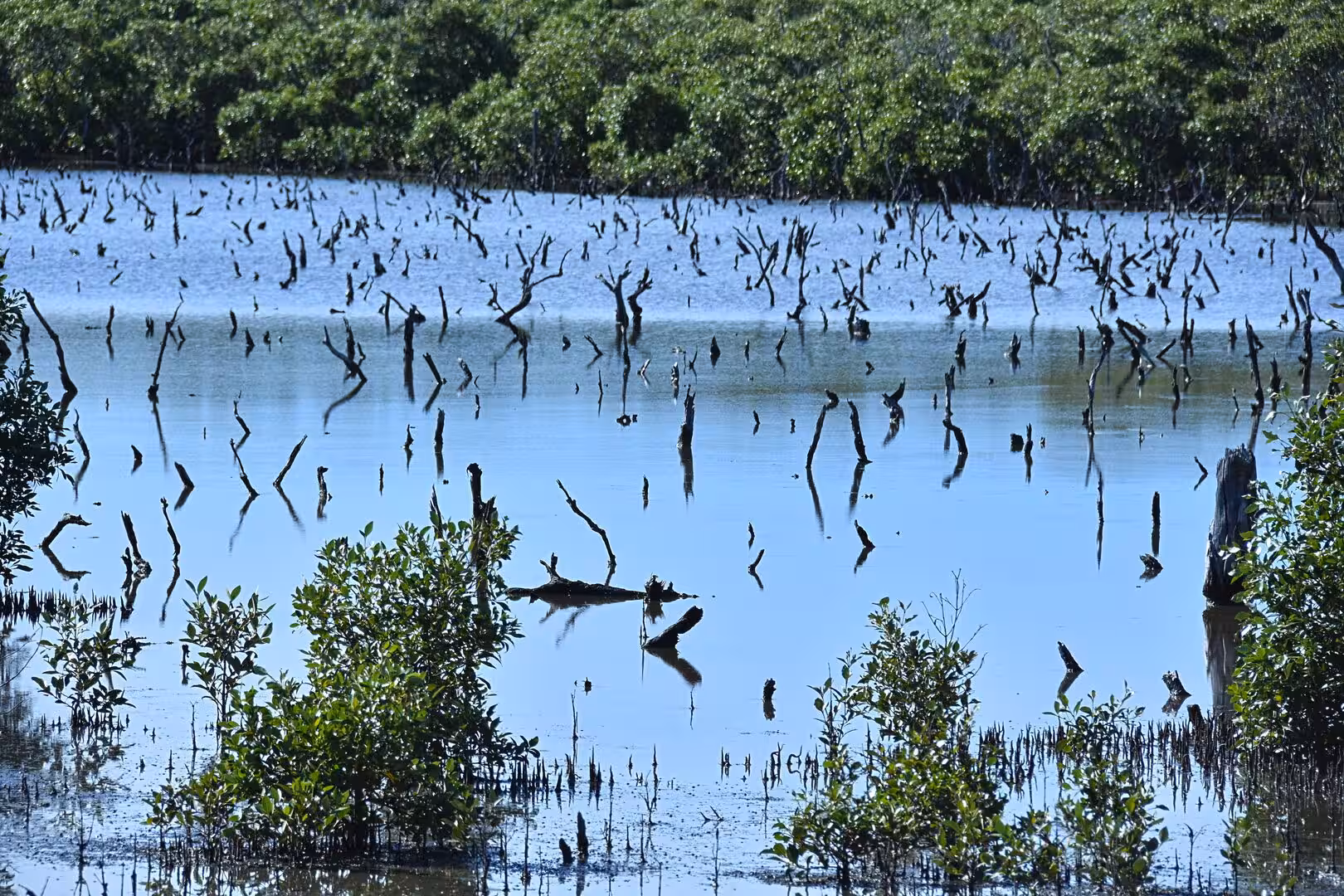 Grey dead stumps rise from a calm wetland fringed by green mangroves.