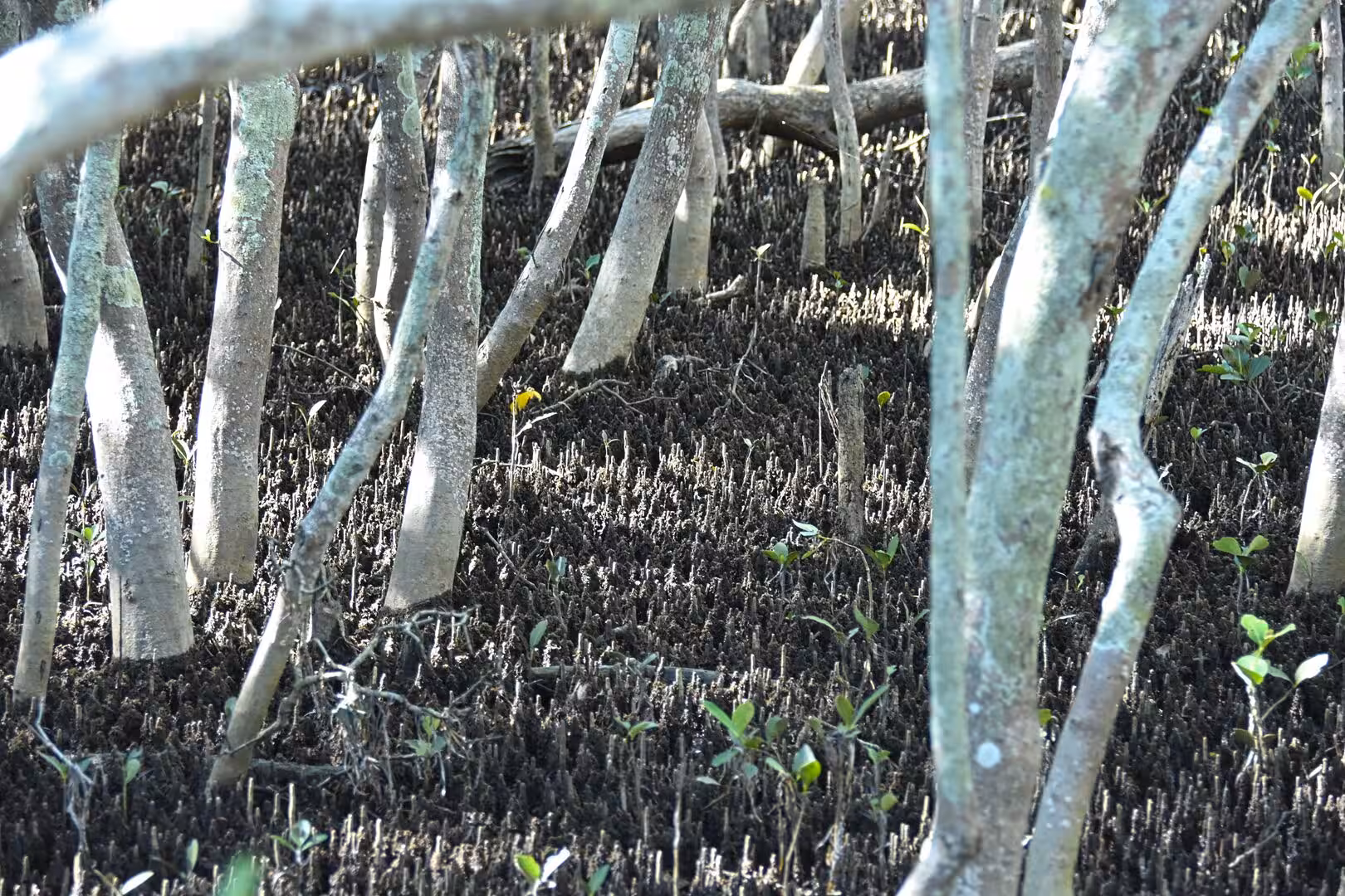 Pale mangrove trunks and aerial roots stand in dark mud under dappled light.