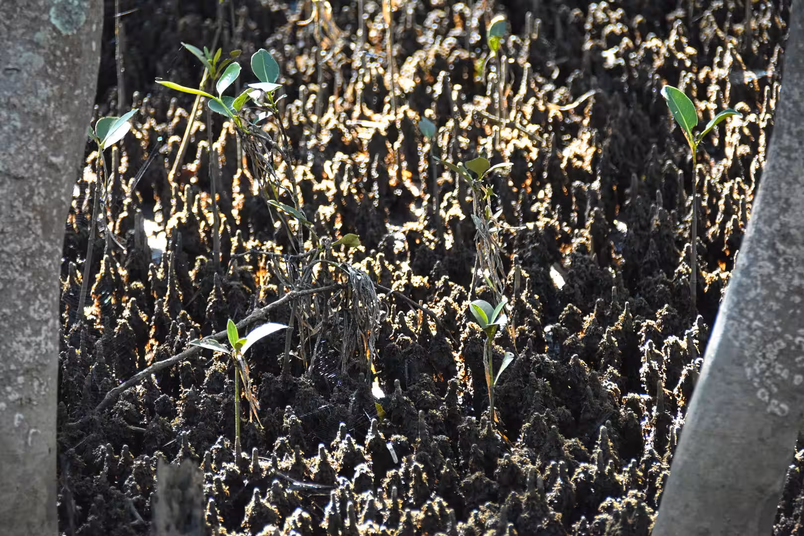 Young mangrove shoots sprout green leaves among a thicket of dark aerial roots.