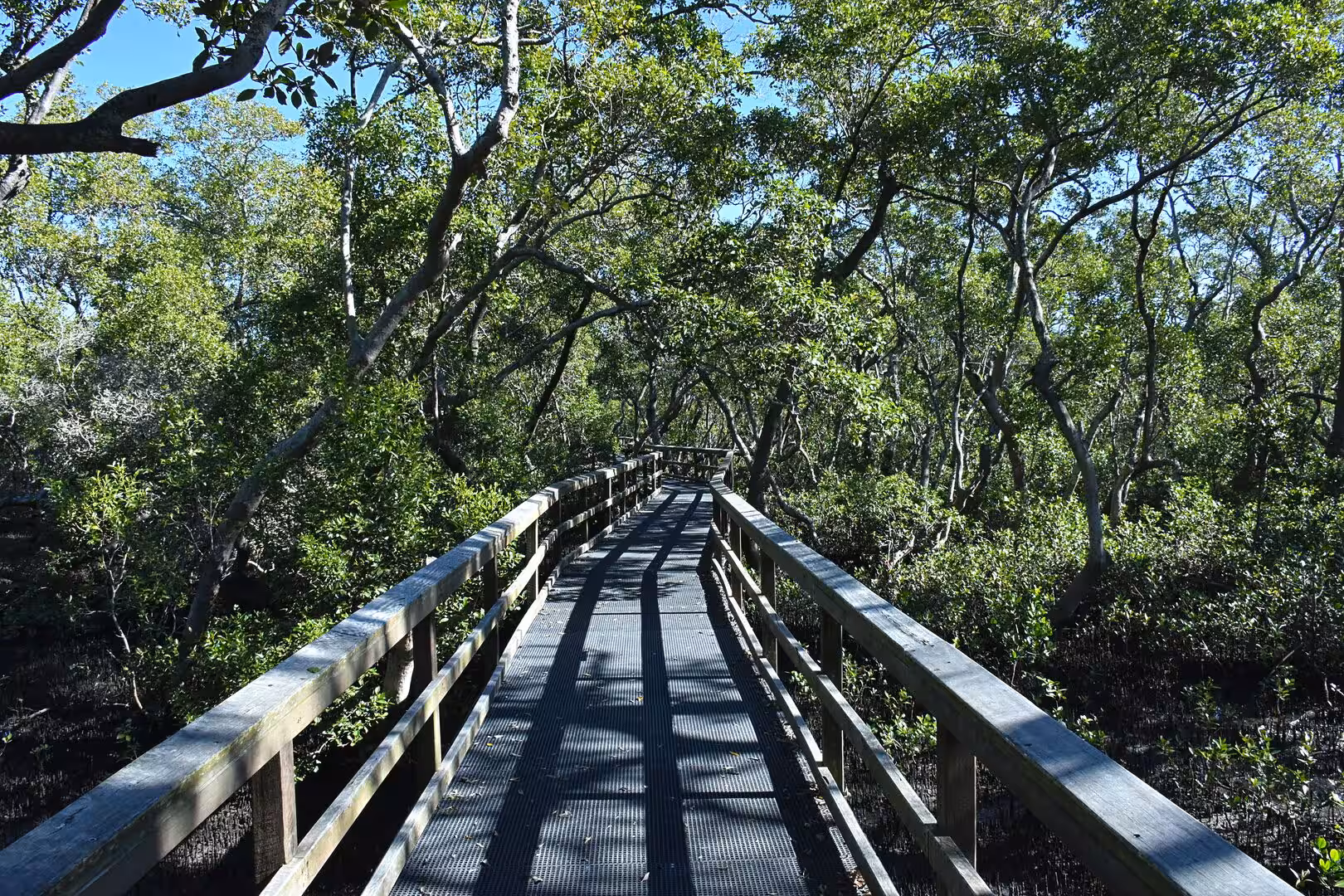 A wooden boardwalk with railings runs through a leafy mangrove forest.