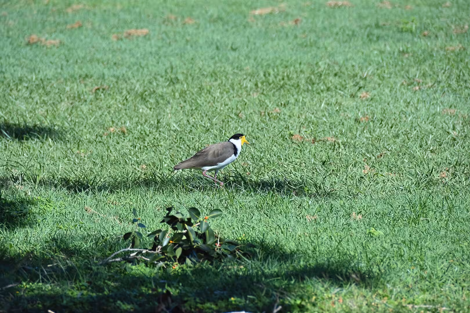 A brown plover with a yellow face picks its way through short green grass.