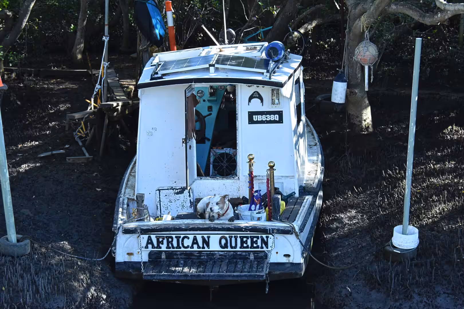 A white cruiser named African Queen sits on a muddy mangrove bank with a small dog aboard.