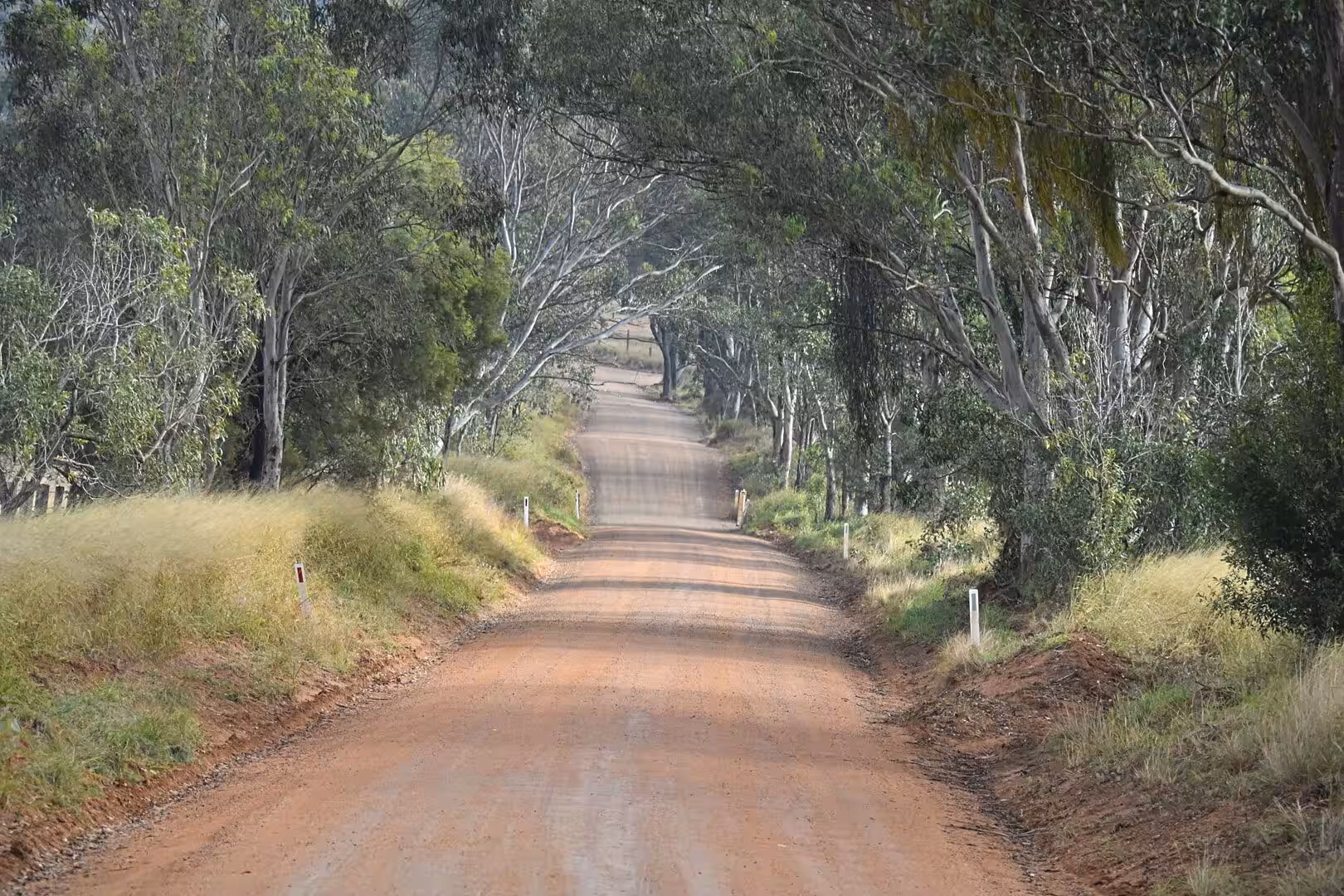 A red gravel road winds through a tunnel of tall green trees.
