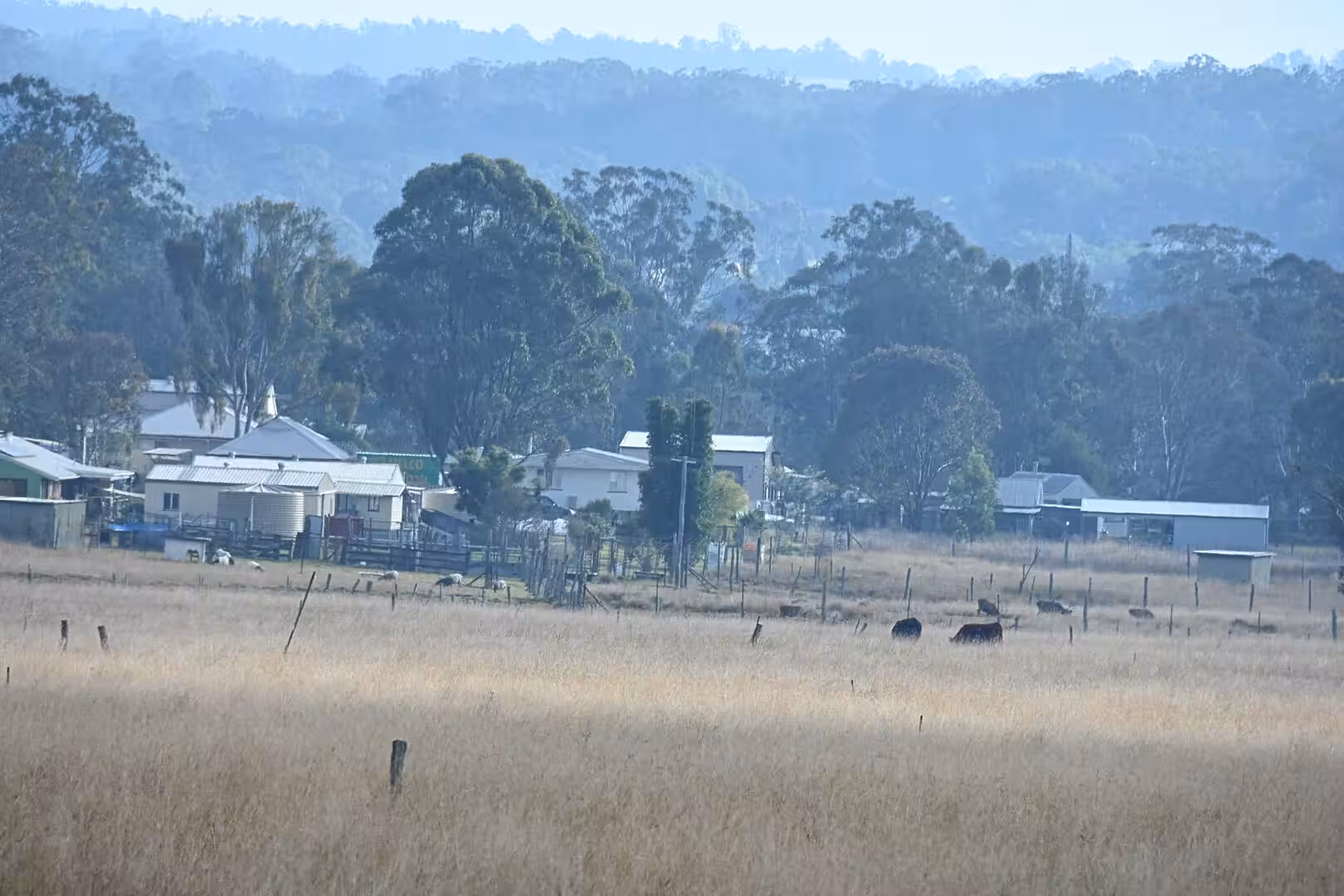 Cattle graze a dry golden field below farm buildings and a hazy blue ridge.