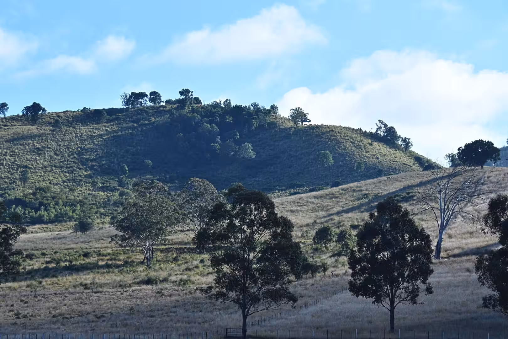 A grassy ridge dotted with eucalypts rises above a dry fenced paddock.