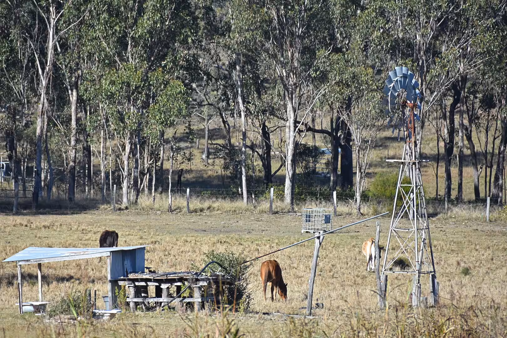 Horses graze in a paddock beside a metal windmill and a stock shelter.