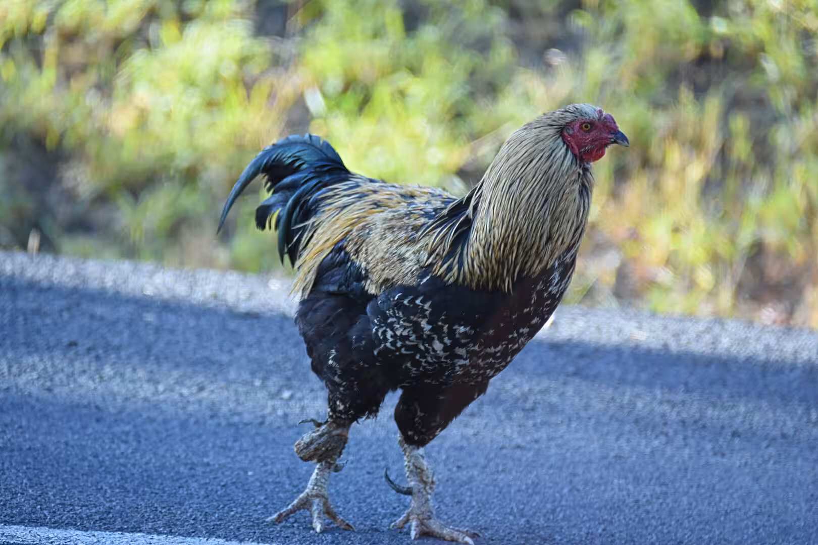 A black-and-gold rooster with a red comb stands on a paved road.