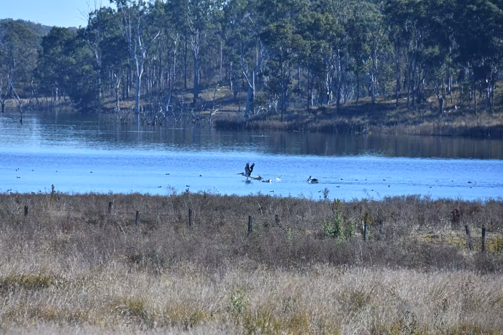 A dark waterbird spreads its wings to touch down on a still lake.