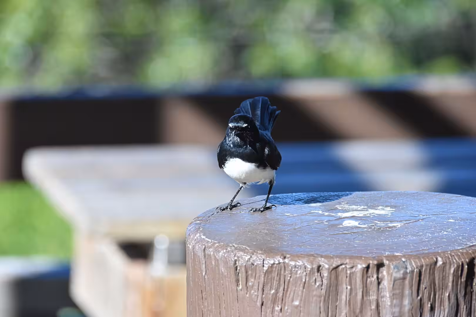 A small black-and-white bird with a white belly stands on a rough timber post.