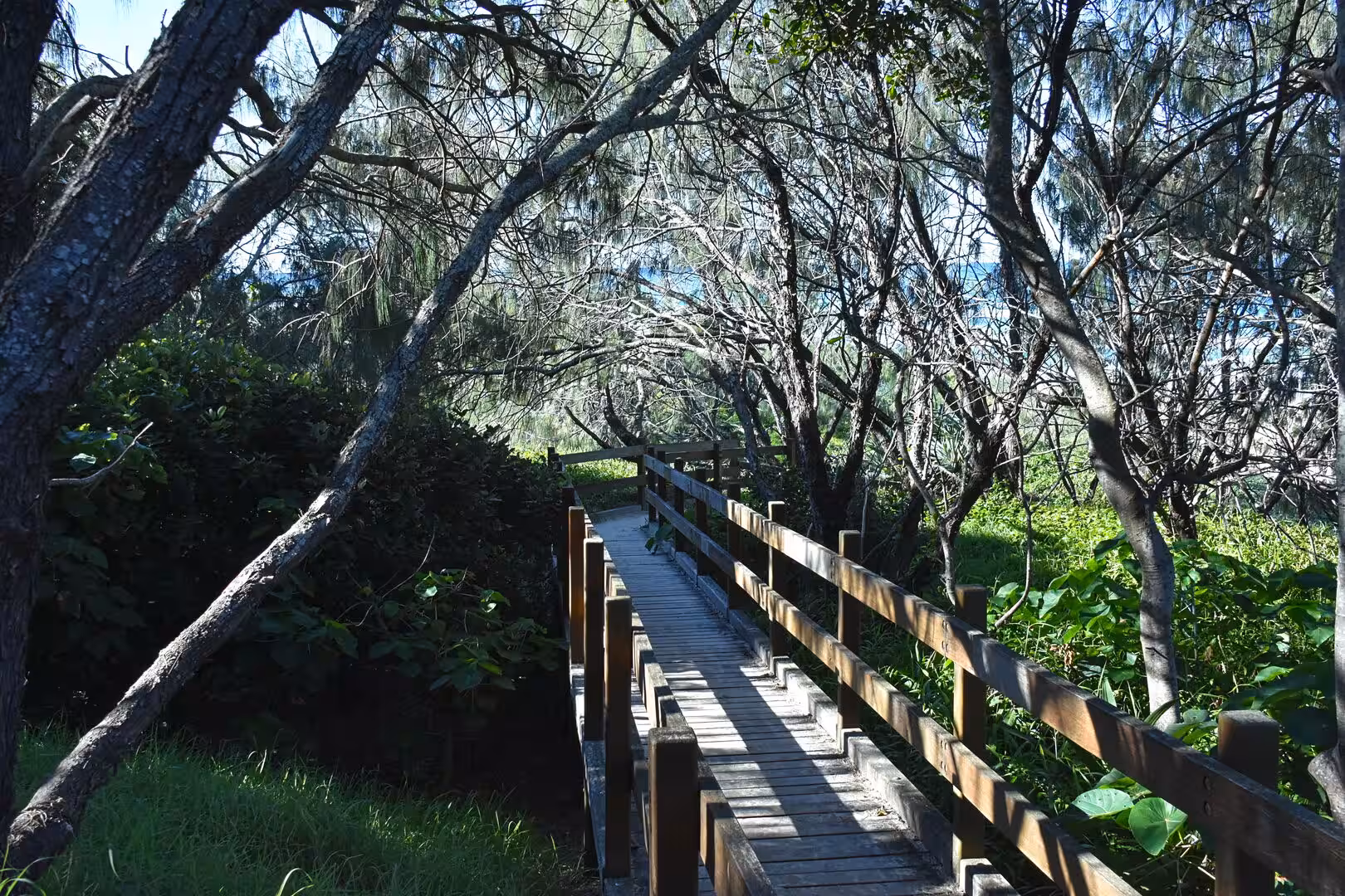 A timber boardwalk curves through green trees toward the water in the distance.
