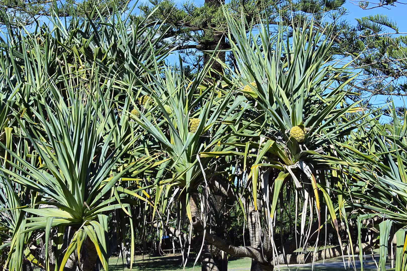 Tall coastal pandanus trees display long strap-like leaves and a round golden fruit.