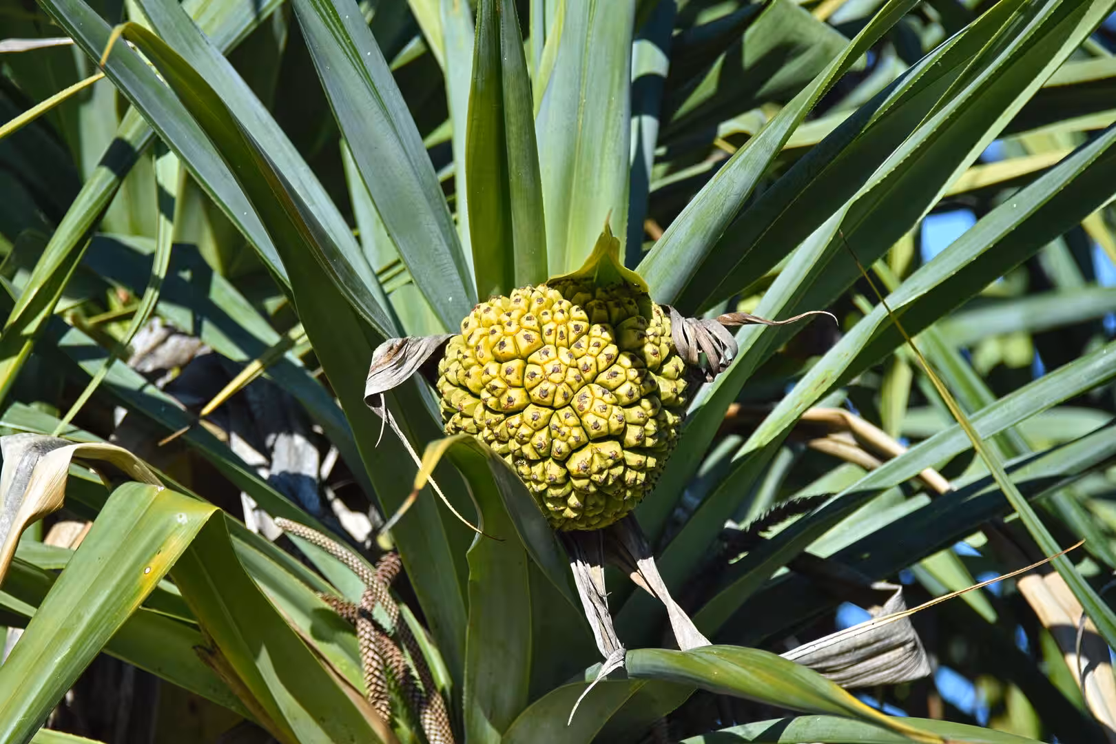 A round, knobbly pandanus fruit nestles among long spiky green leaves.