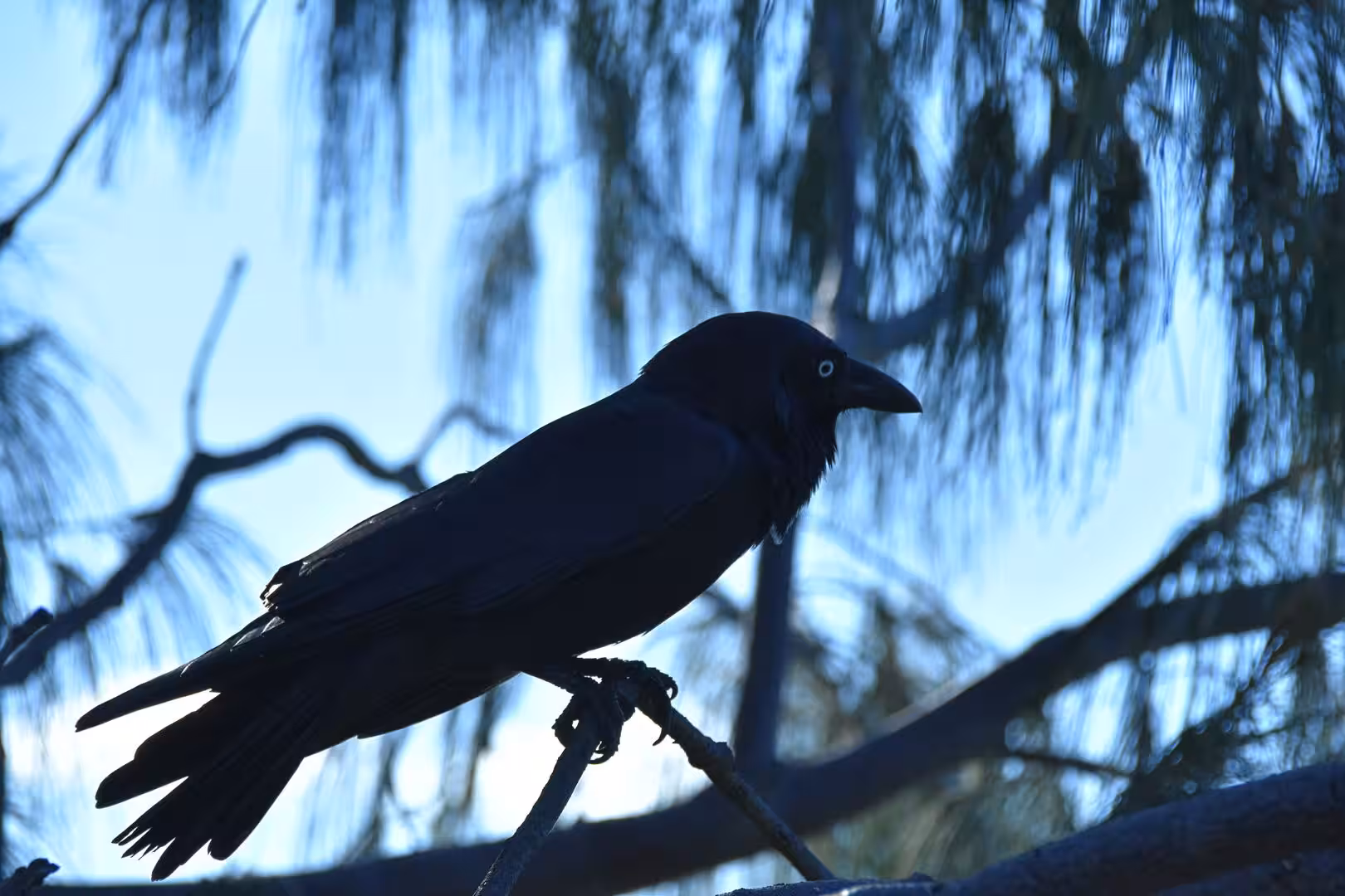 A dark crow grips a branch, its pale eye catching the light against the sky.