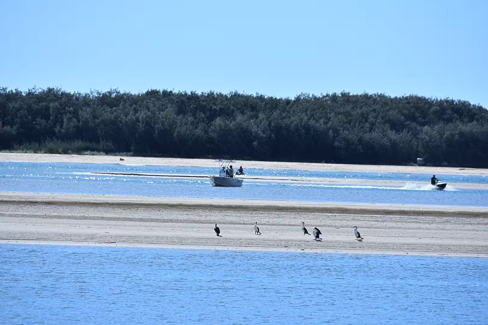 A row of pelicans stands on a sandbar crossed by boats