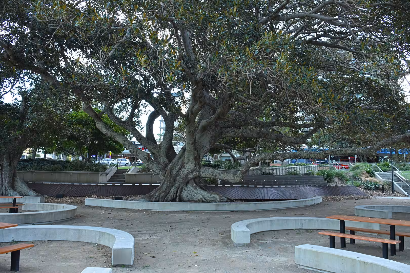 A huge spreading fig tree shades a curving stone plaza.