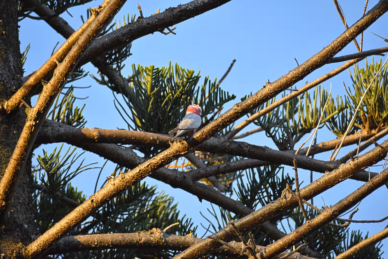 A pink and grey galah perches in sunlit pine branches.