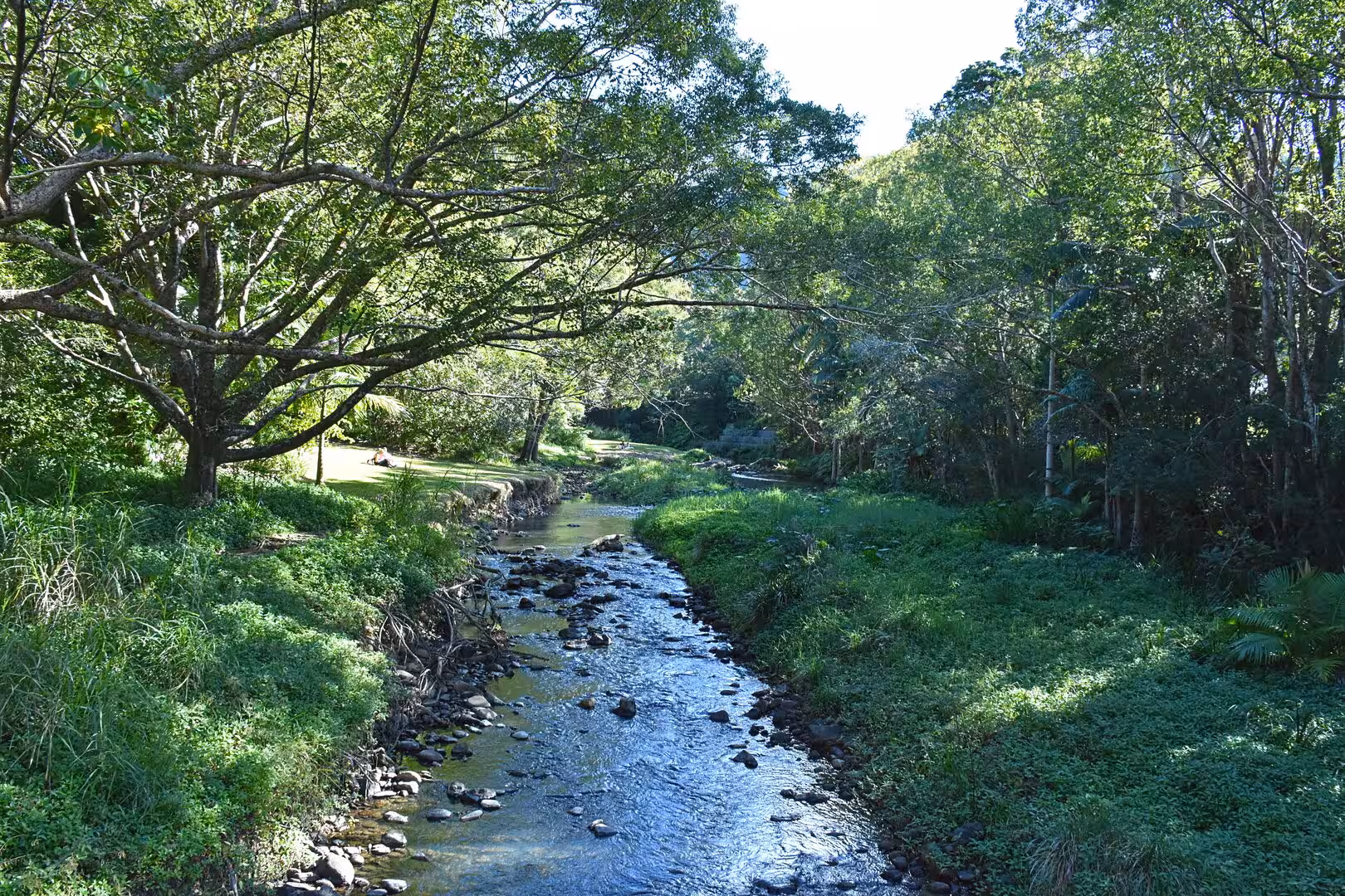 A clear stream flows over stones beneath tall trees and a grassy bank.