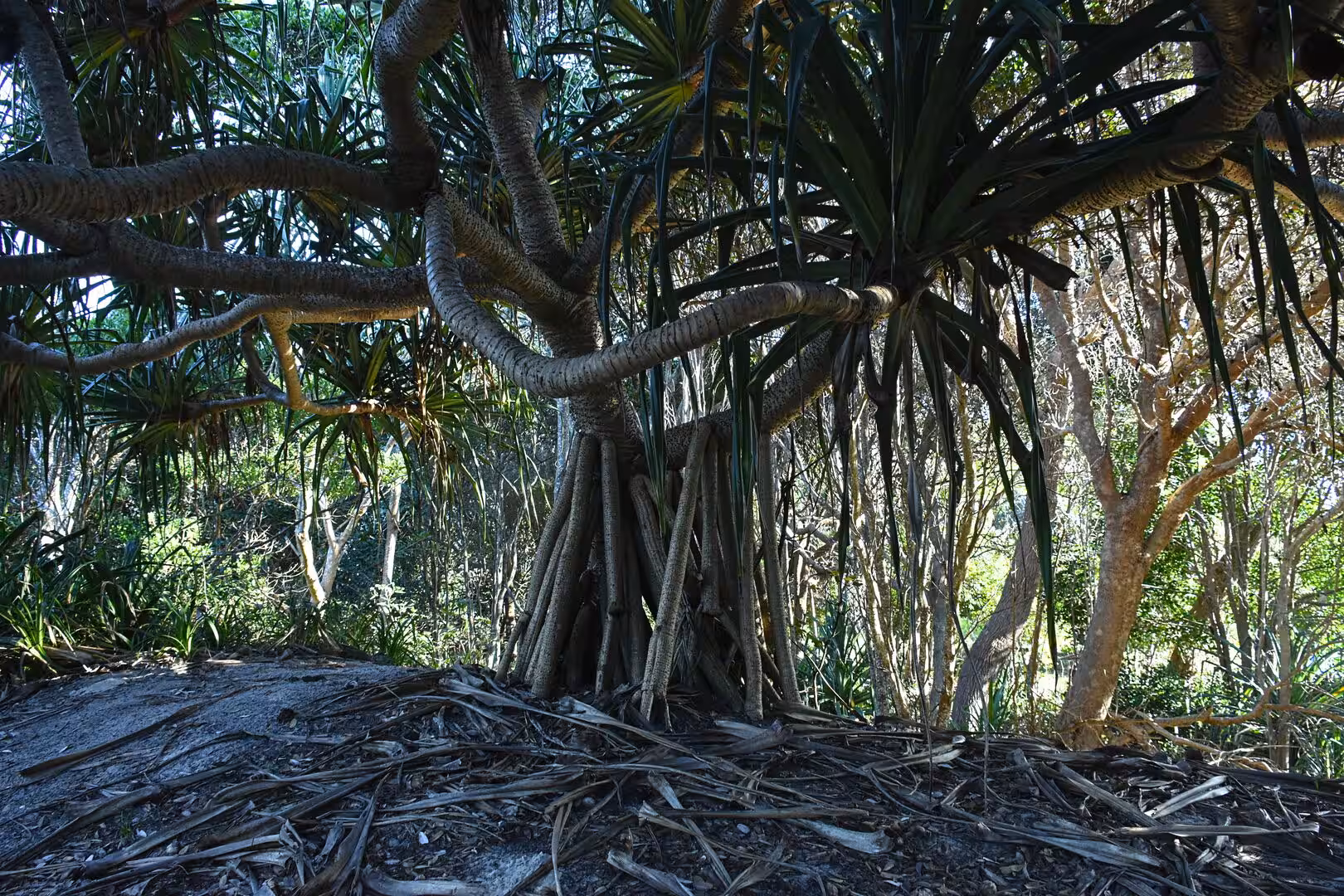 A pandanus spreads its prop roots over sandy ground.