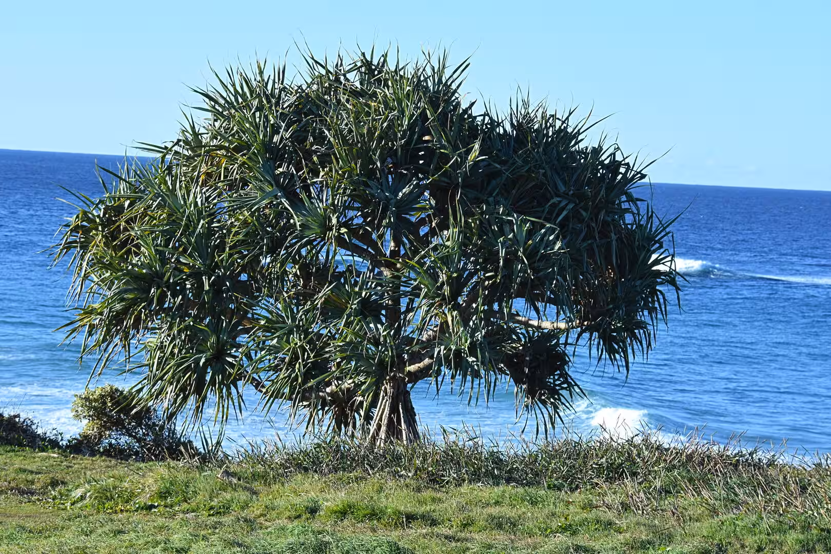 A spiky pandanus tree stands on a grassy headland over a deep blue ocean.