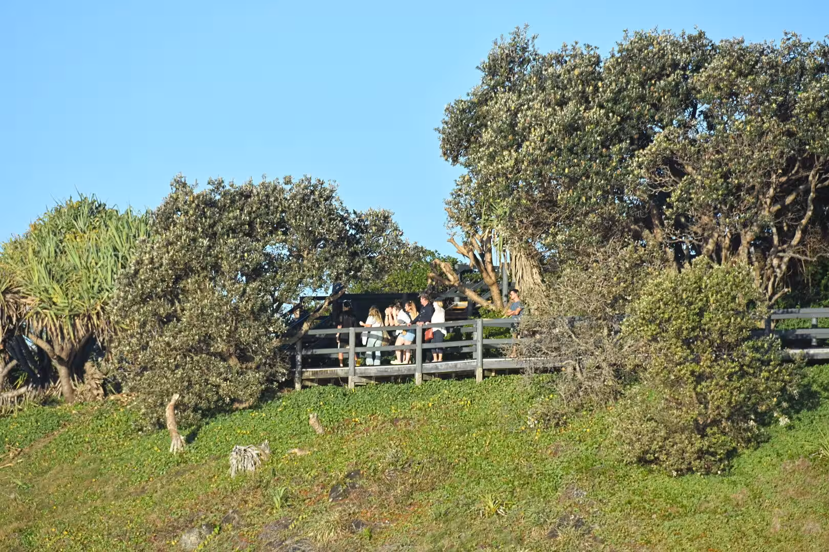People stand on a wooden platform surrounded by thick leafy trees.