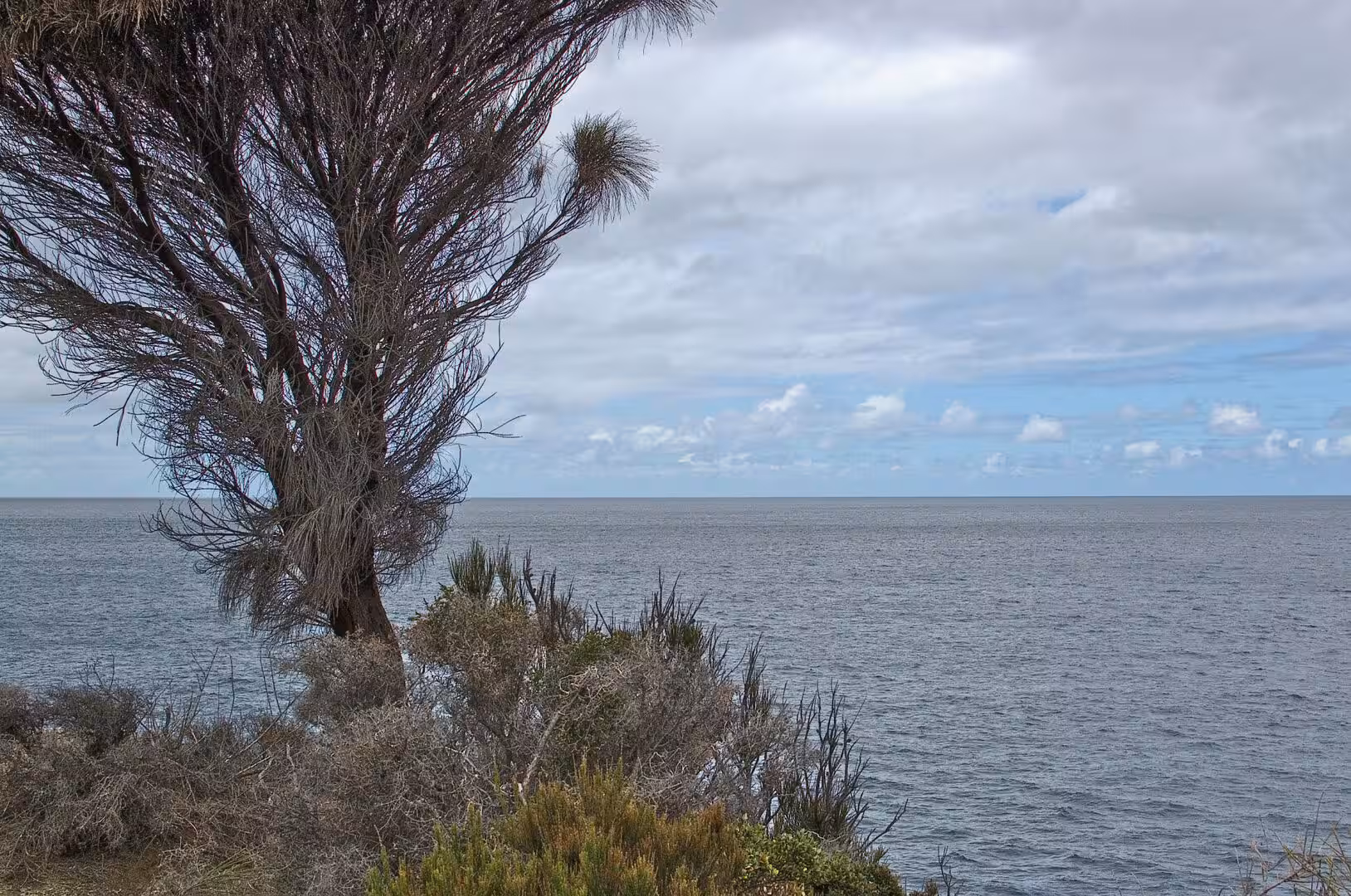 A gnarled coastal tree leans over a tranquil grey ocean.