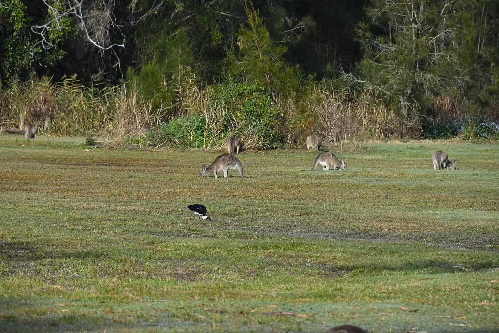 Kangaroos feed on a green field with a magpie in the foreground.
