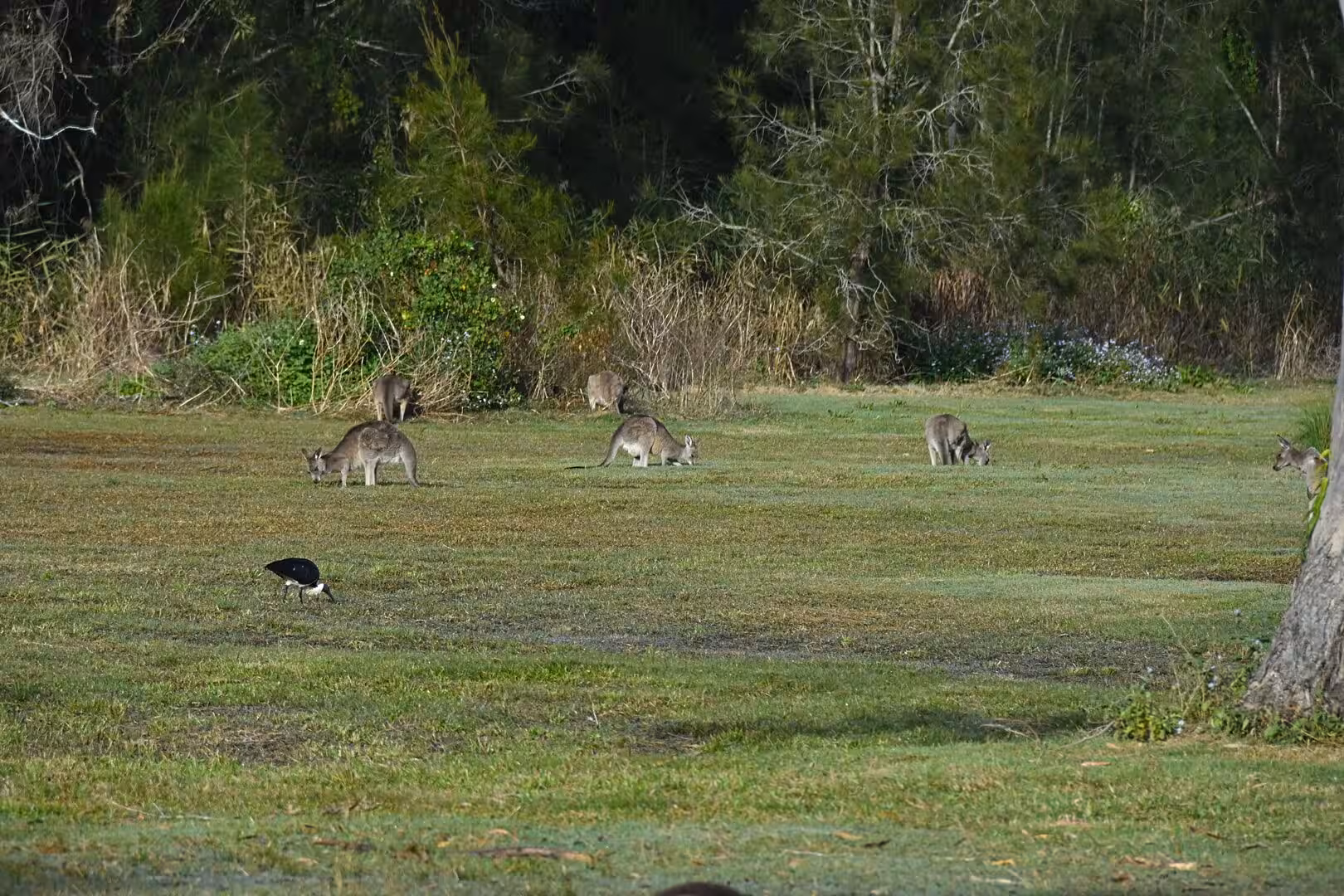 Kangaroos feed across a grassy meadow edged by bushes and a tree.