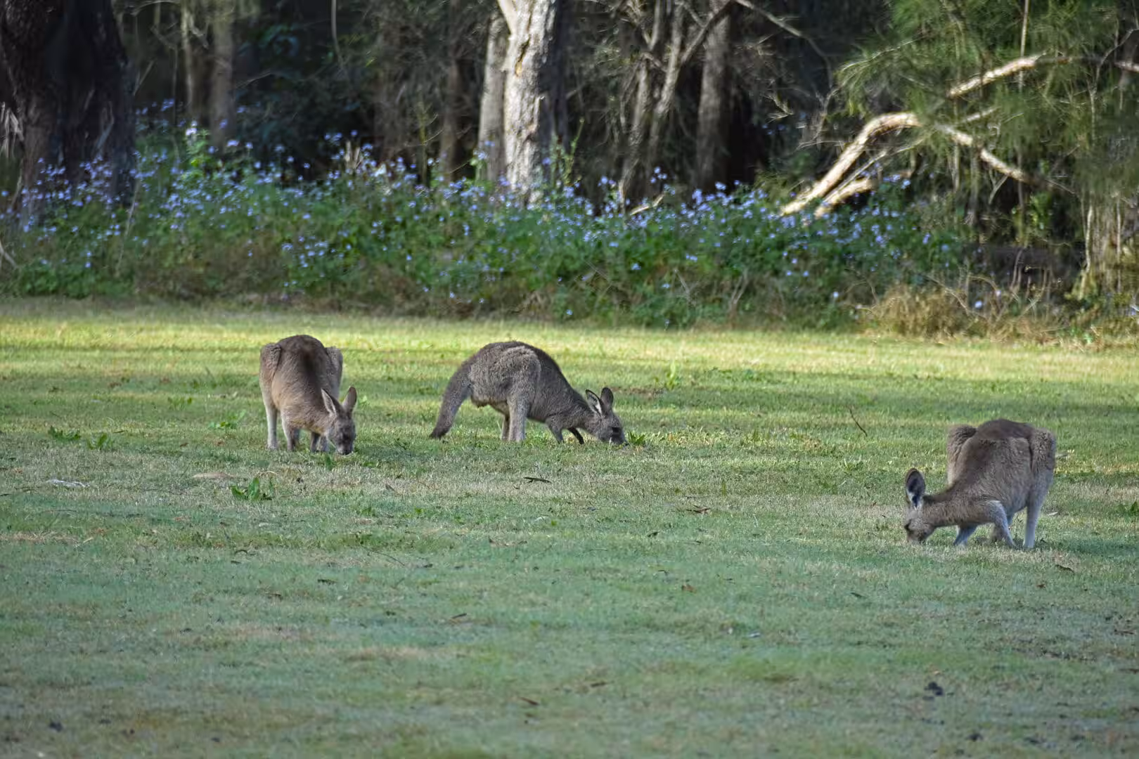 Three kangaroos feed among tall grass and wild blue flowers.