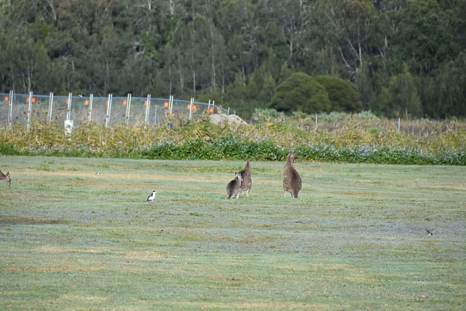 Kangaroos share a grassy field with a masked lapwing by a fence.