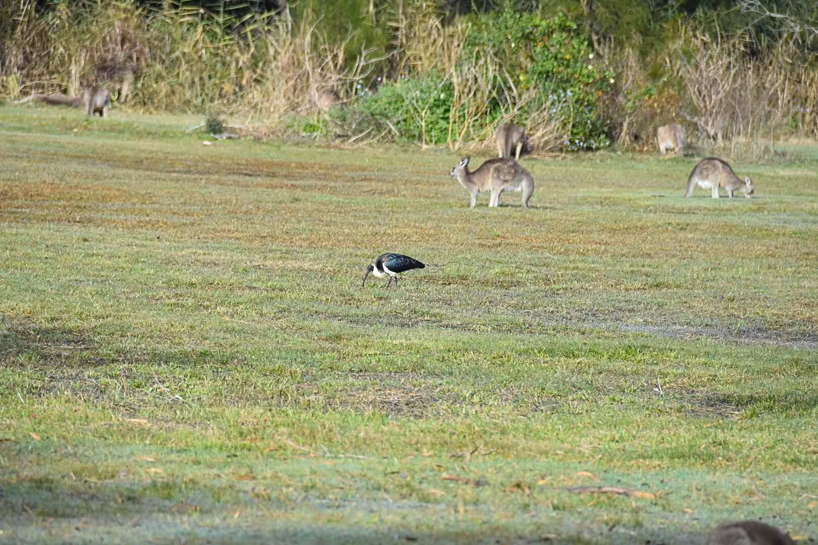 A magpie pecks the grass while kangaroos feed behind it.