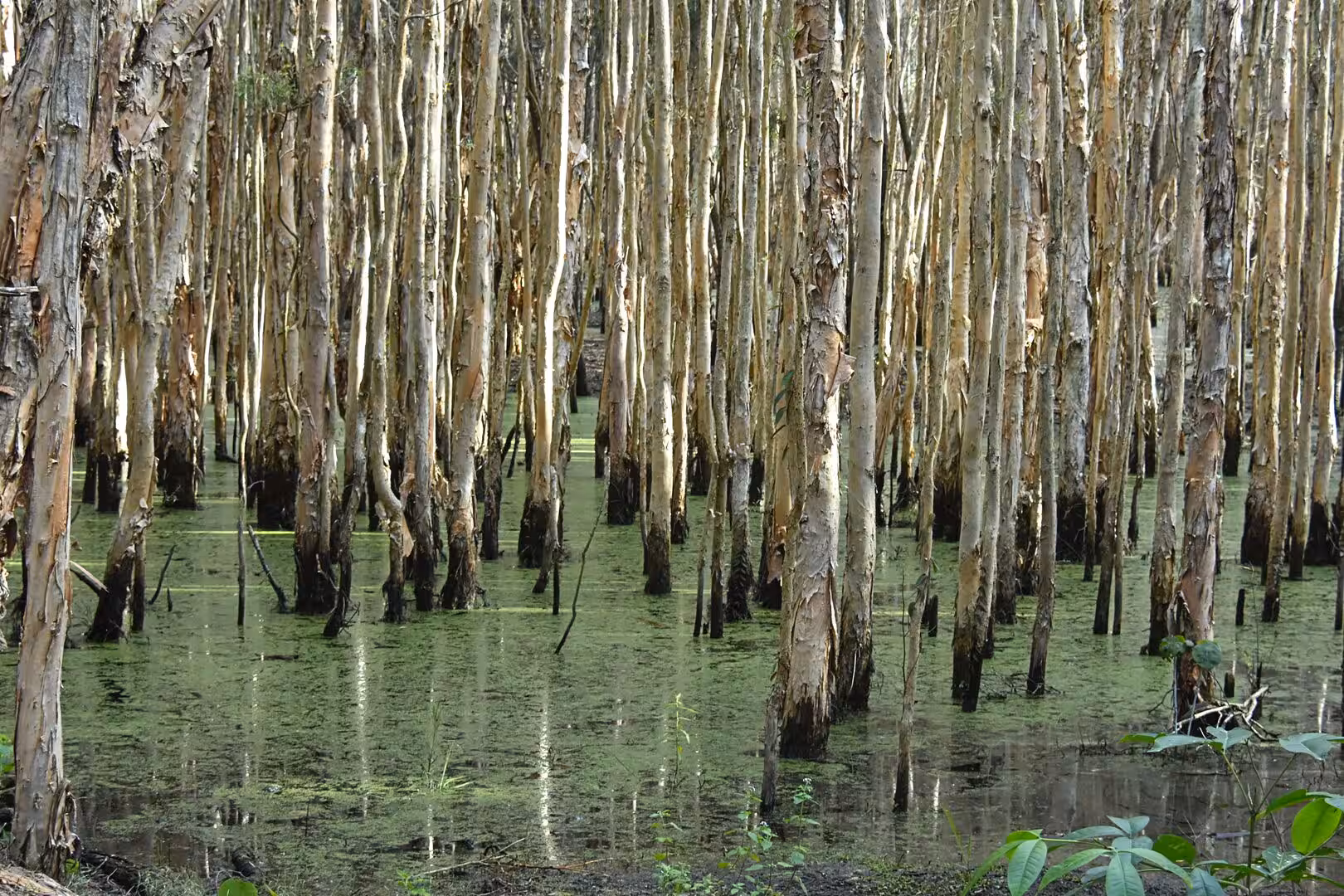 Pale peeling paperbark trunks rise from a green, algae-covered swamp.