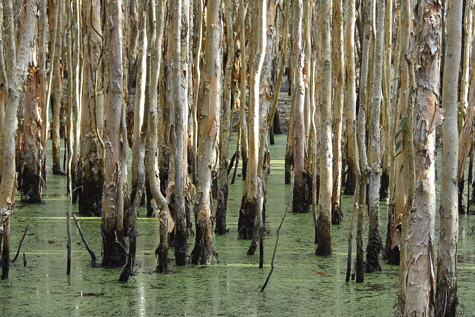 Slender paperbark trunks with waterline marks rise from a green, algae-covered pool.