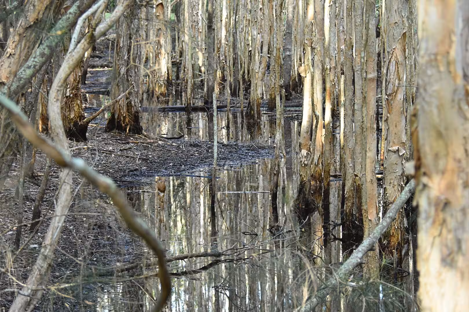A muddy pool mirrors the paperbark trunks rising from dark floodwater.