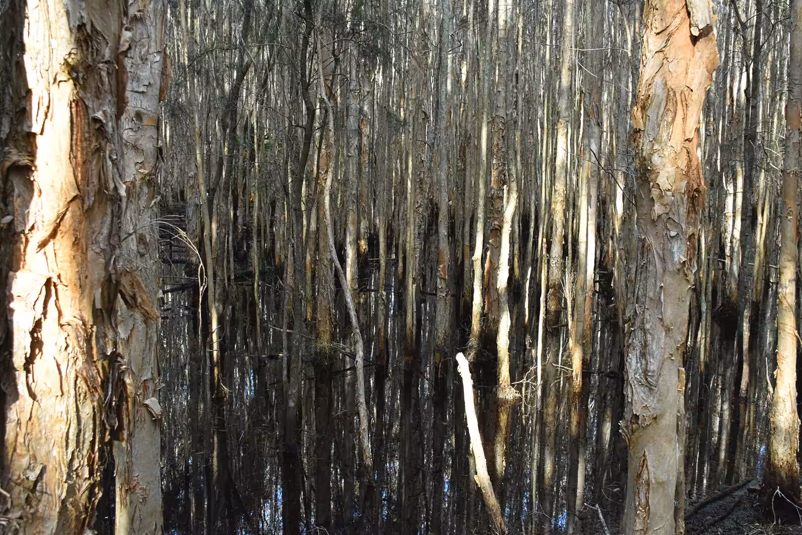Warm-lit, peeling bark frames a shadowy grove of dark reflective water.
