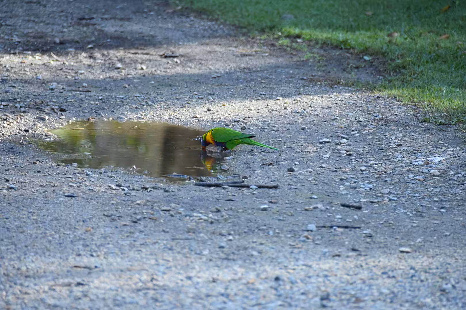 A green lorikeet with orange and blue touches bends to drink from a gravel-road puddle.