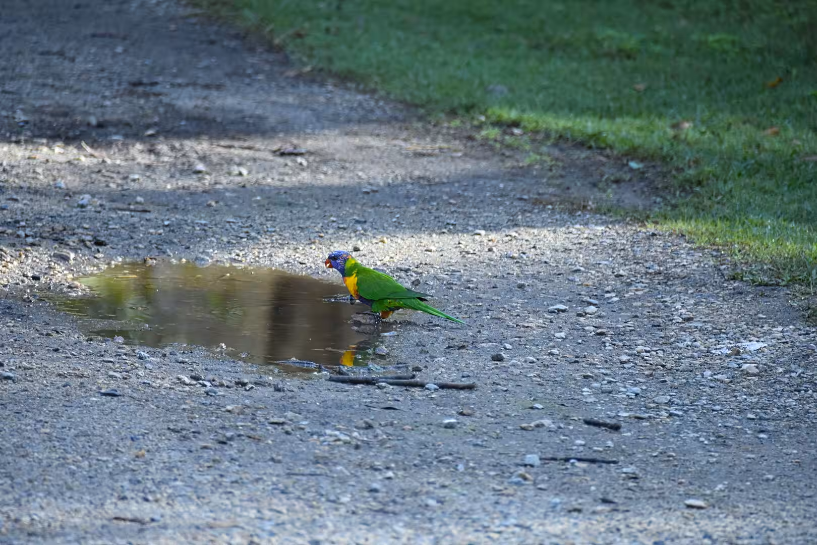 A colorful lorikeet stands at the edge of a puddle, its green body mirrored in the water.
