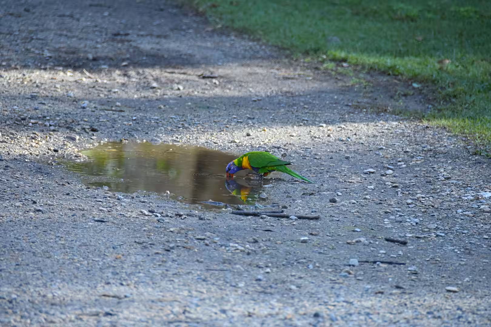 A rainbow lorikeet leans low to sip from a puddle on a pebbled road.