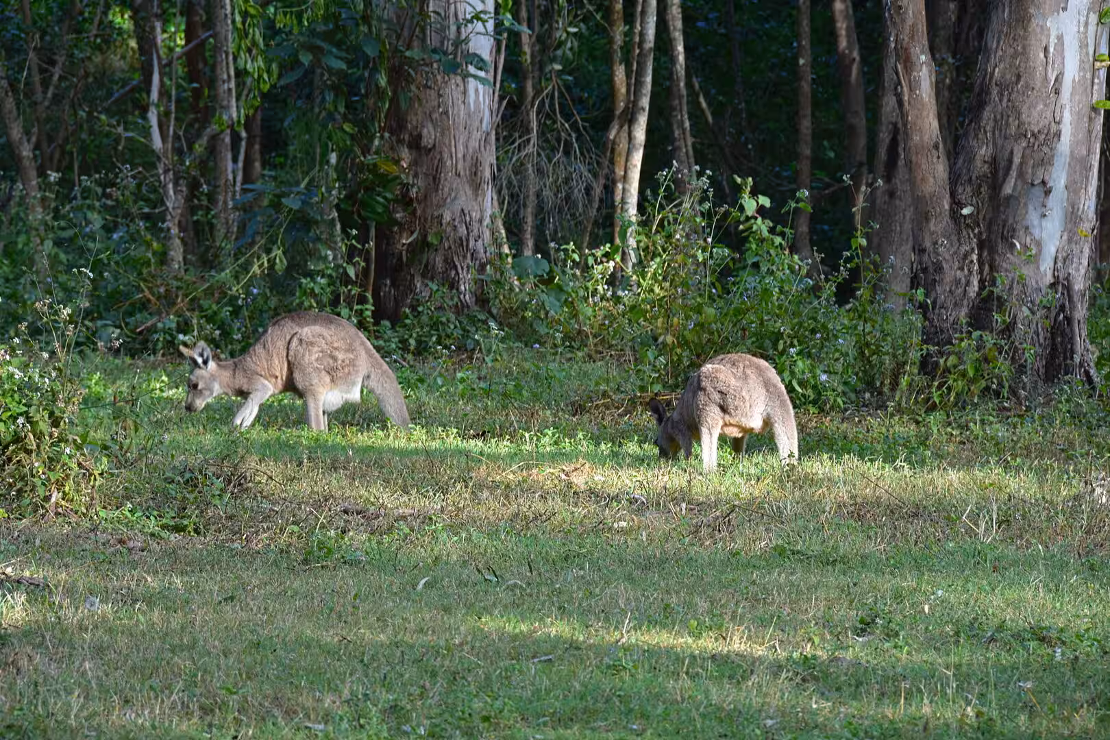 A pair of kangaroos feed on grass at the edge of a shaded woodland.