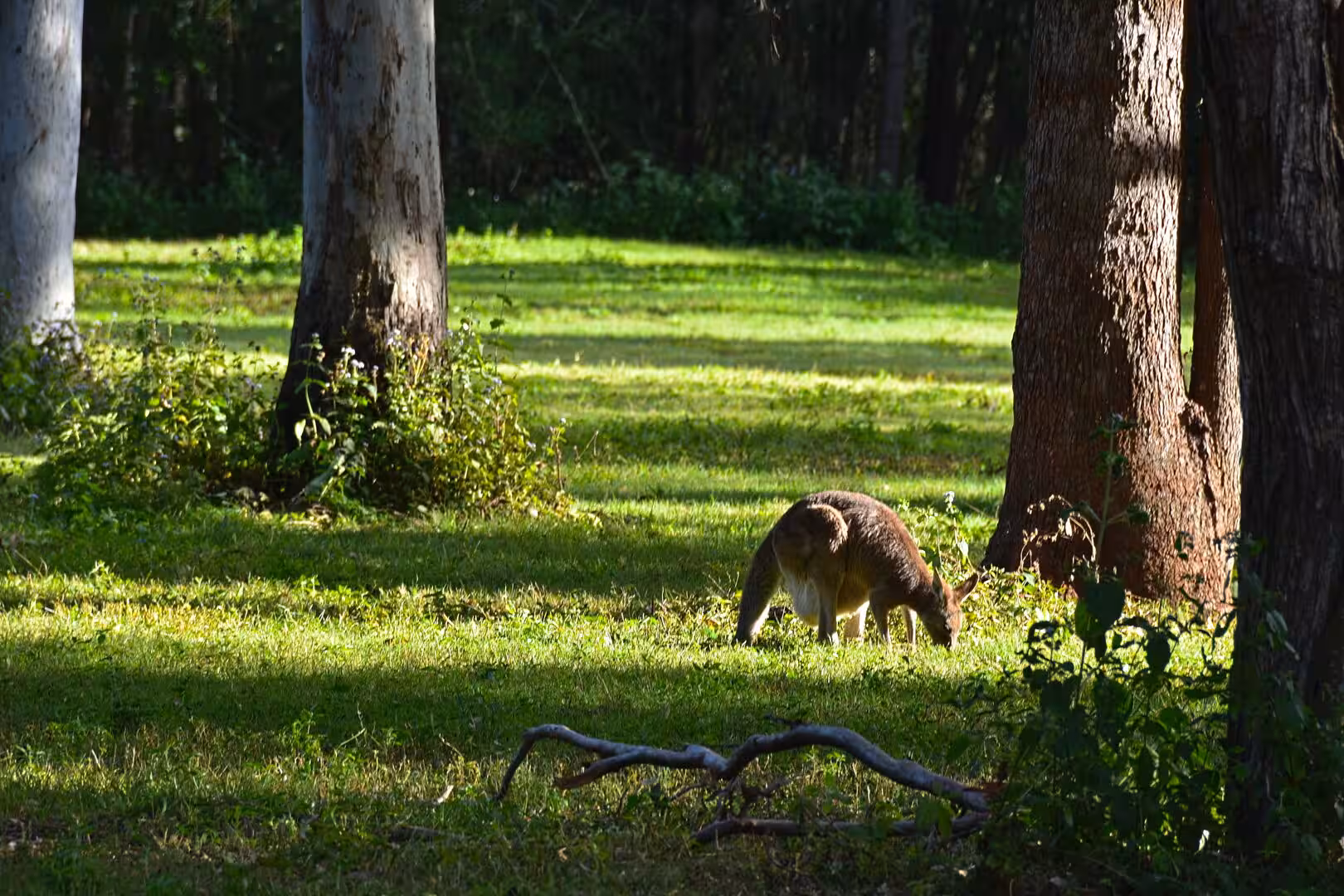 A kangaroo bends low to graze in a clearing between tall tree trunks.