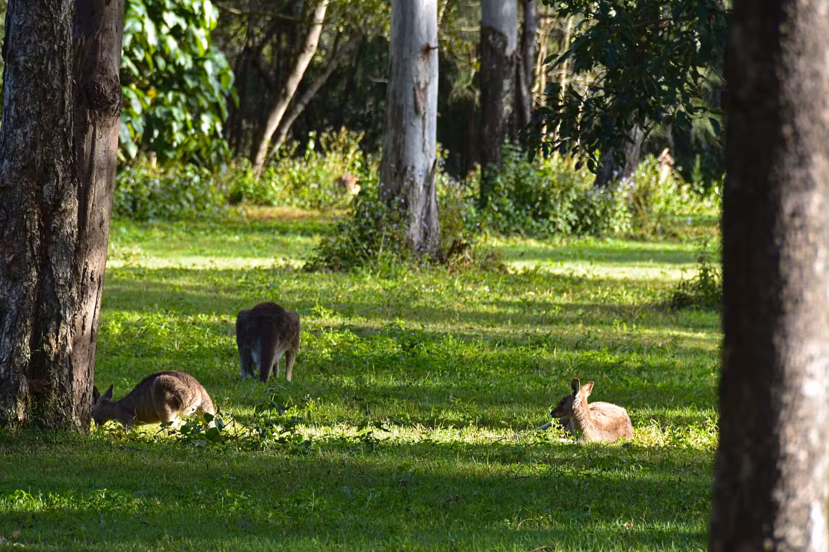 Three kangaroos rest and graze on grass beneath the trees.