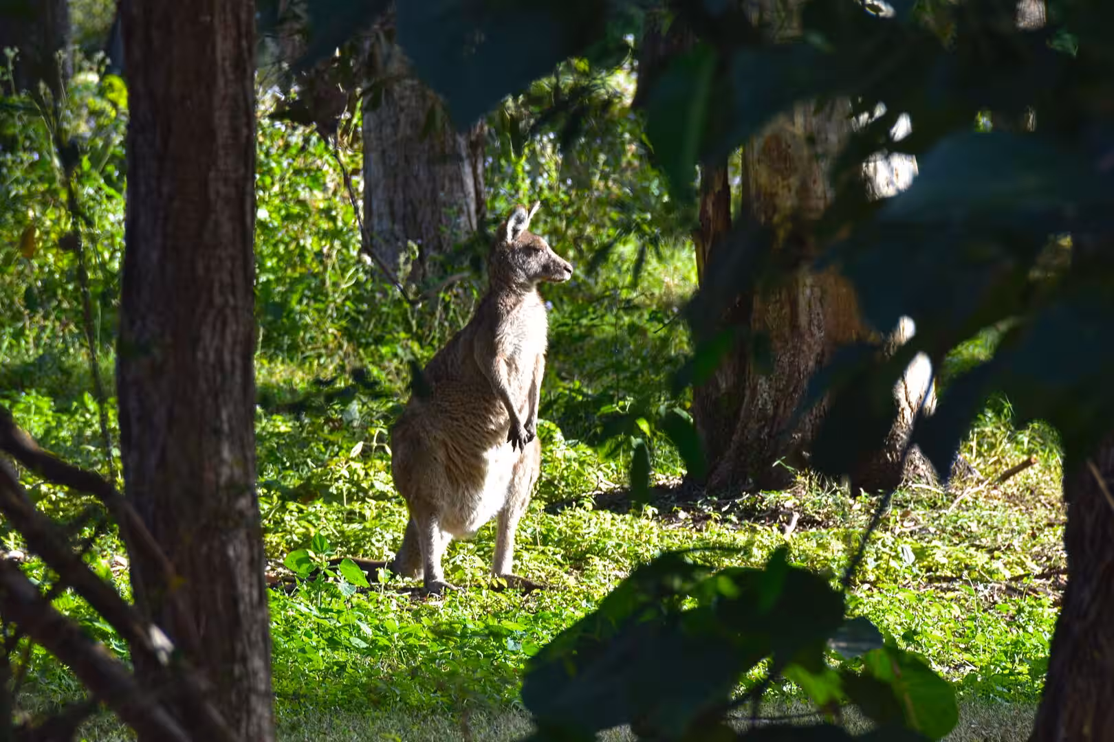 A kangaroo stands upright in profile, framed by dark overhanging leaves.