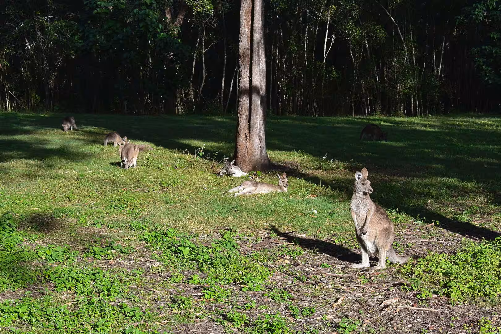 One kangaroo stands watch while others graze and rest across the meadow.