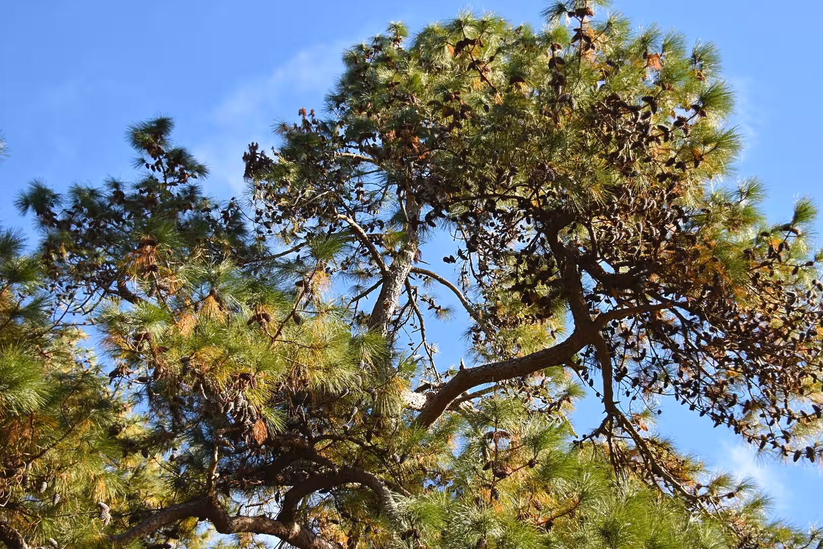 Pine branches heavy with cones reach into a clear blue sky.