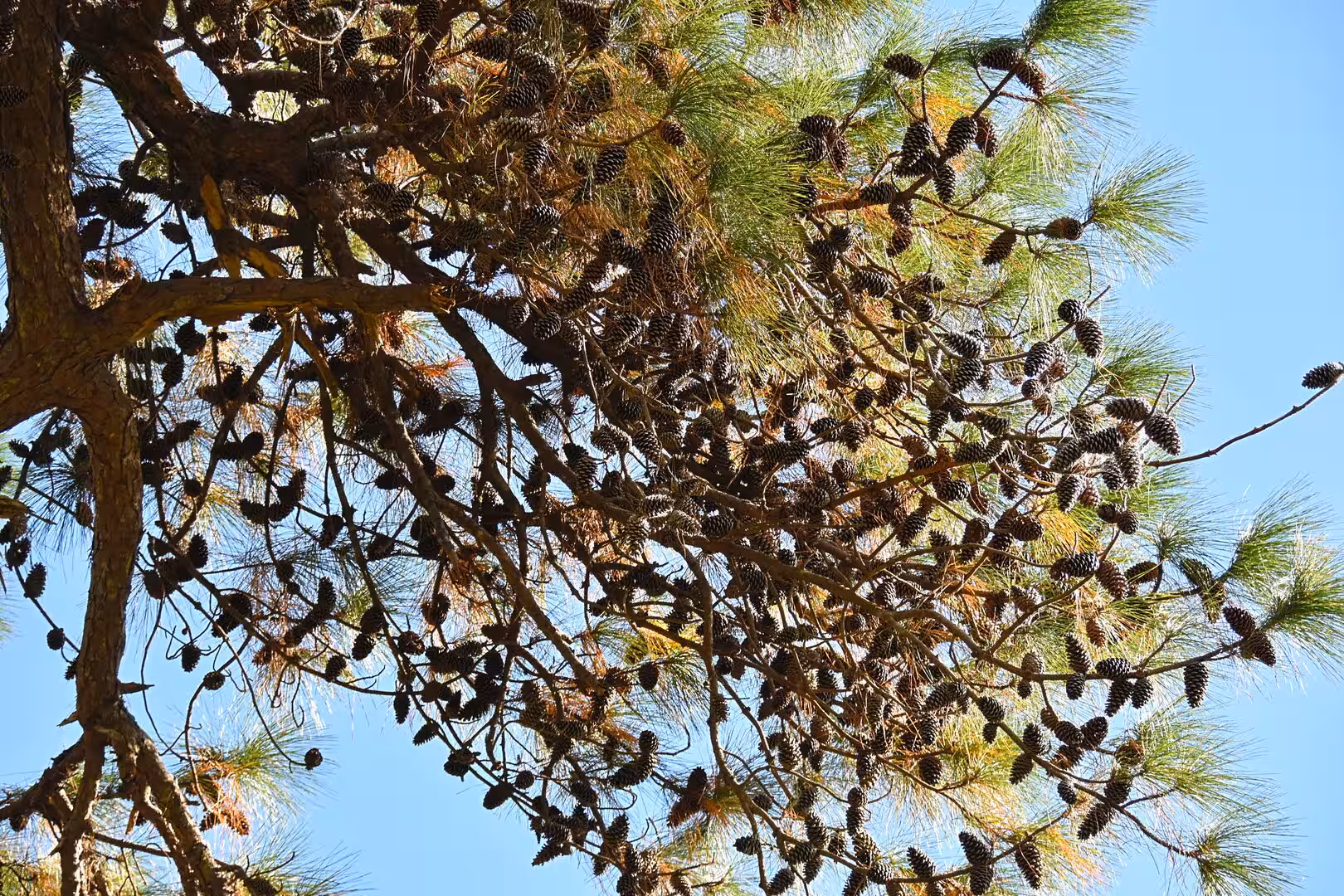 A tangle of pine branches packed with cones against a bright sky.