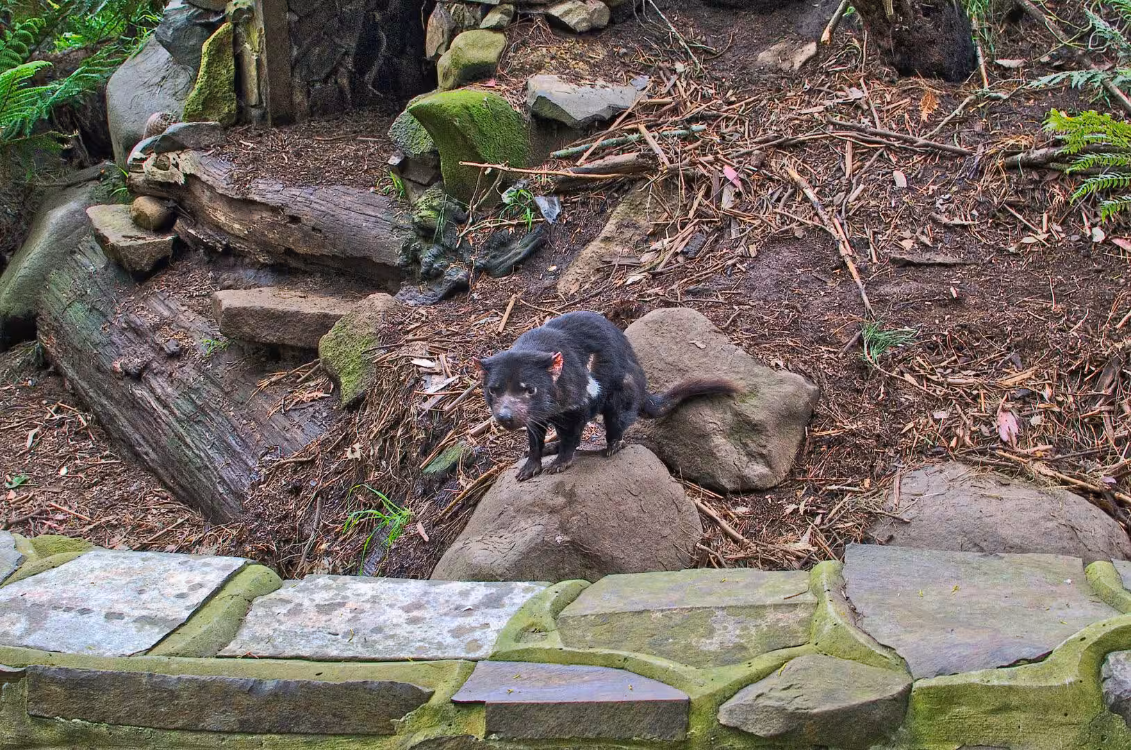 A black-and-white Tasmanian devil balances on a boulder.